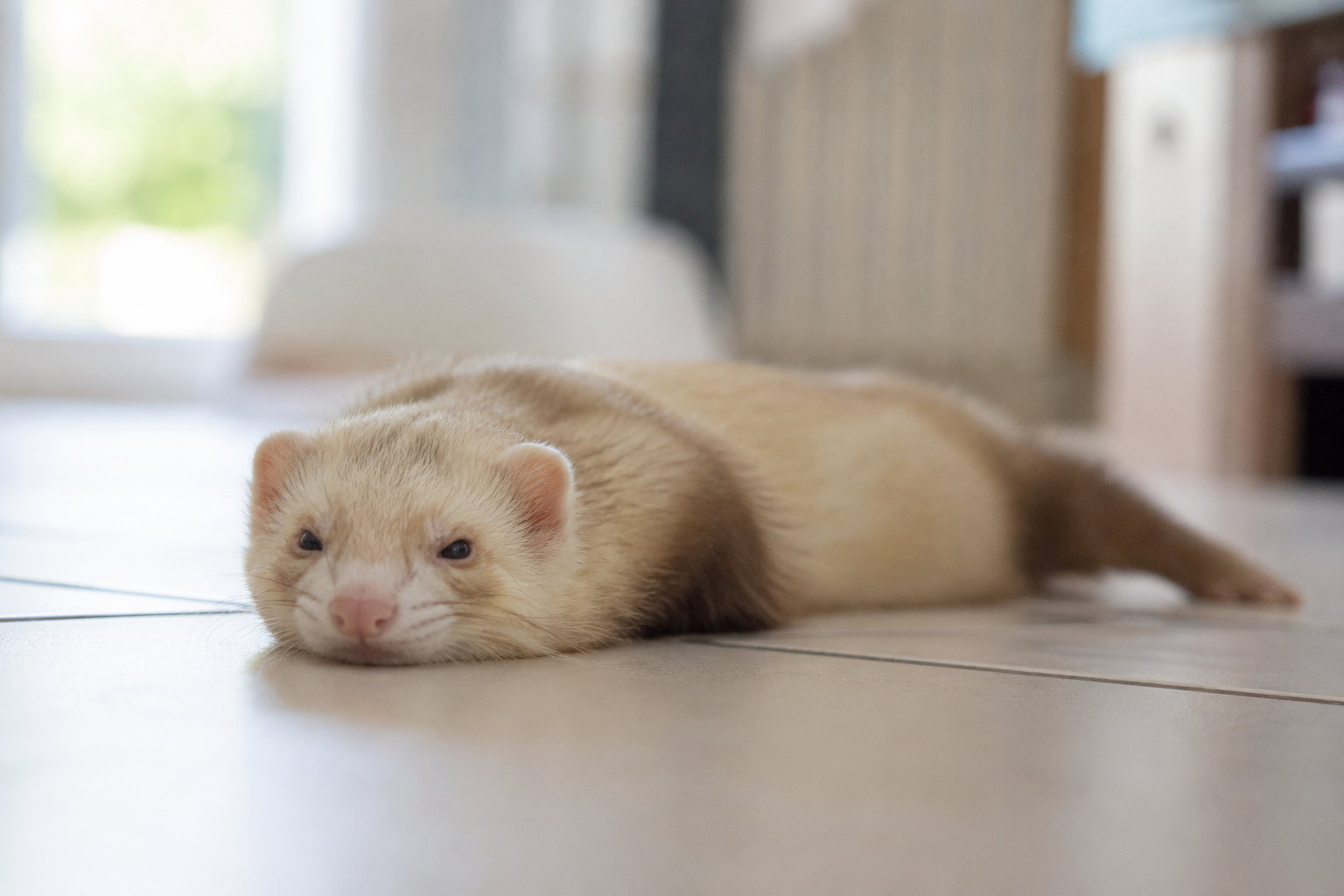 Furet allongé à plat sur le flanc, pattes étirées, sur un sol frais