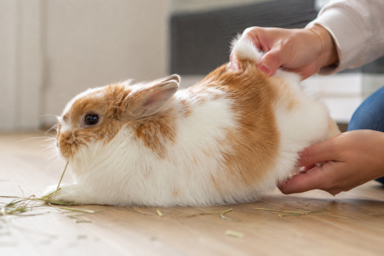 Personne qui soulève doucement la queue d'un lapin posé au sol pour contrôler son arrière-train
