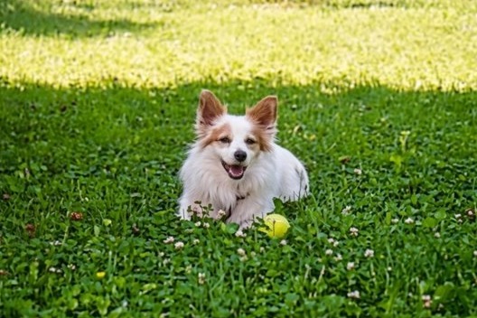 Rocky, un petit chien blanc et fauve couché dans l'herbe, sa balle devant lui.